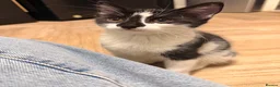 Mixed Breed cats for sale: 3 kittens for sale  - Advert 7