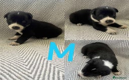 Border Collie dogs for sale: Border collie pups - Image 2
