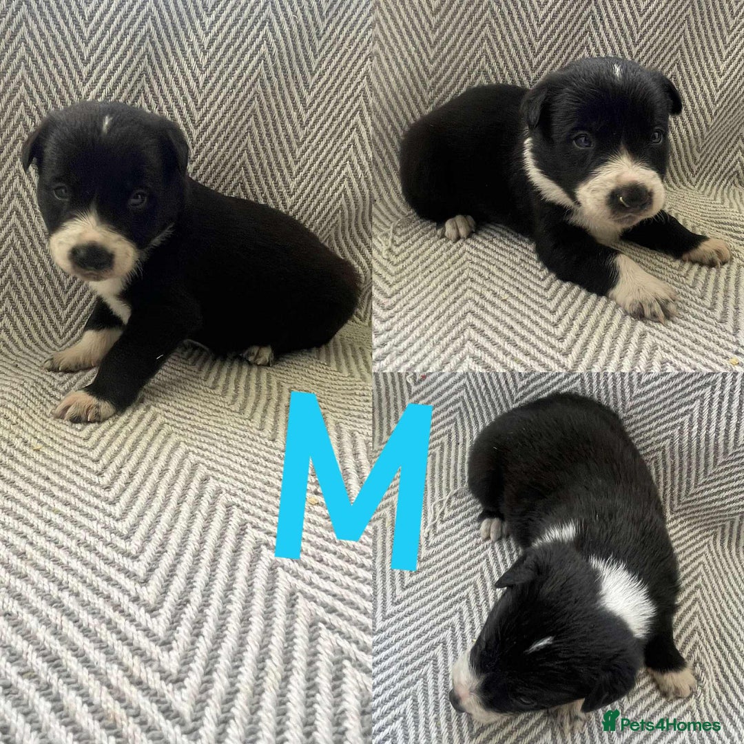 Border Collie dogs for sale: Border collie pups - Image 2
