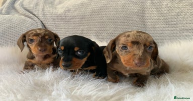 Miniature Dachshund dogs - Advert 13