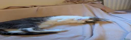 Mixed Breed cats for adoption: The Sweetest Sisters – Kid friendly - Advert 7