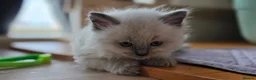 Ragdoll cats for sale: Gorgeous Ragdoll ready to leave 11 July - Advert 18