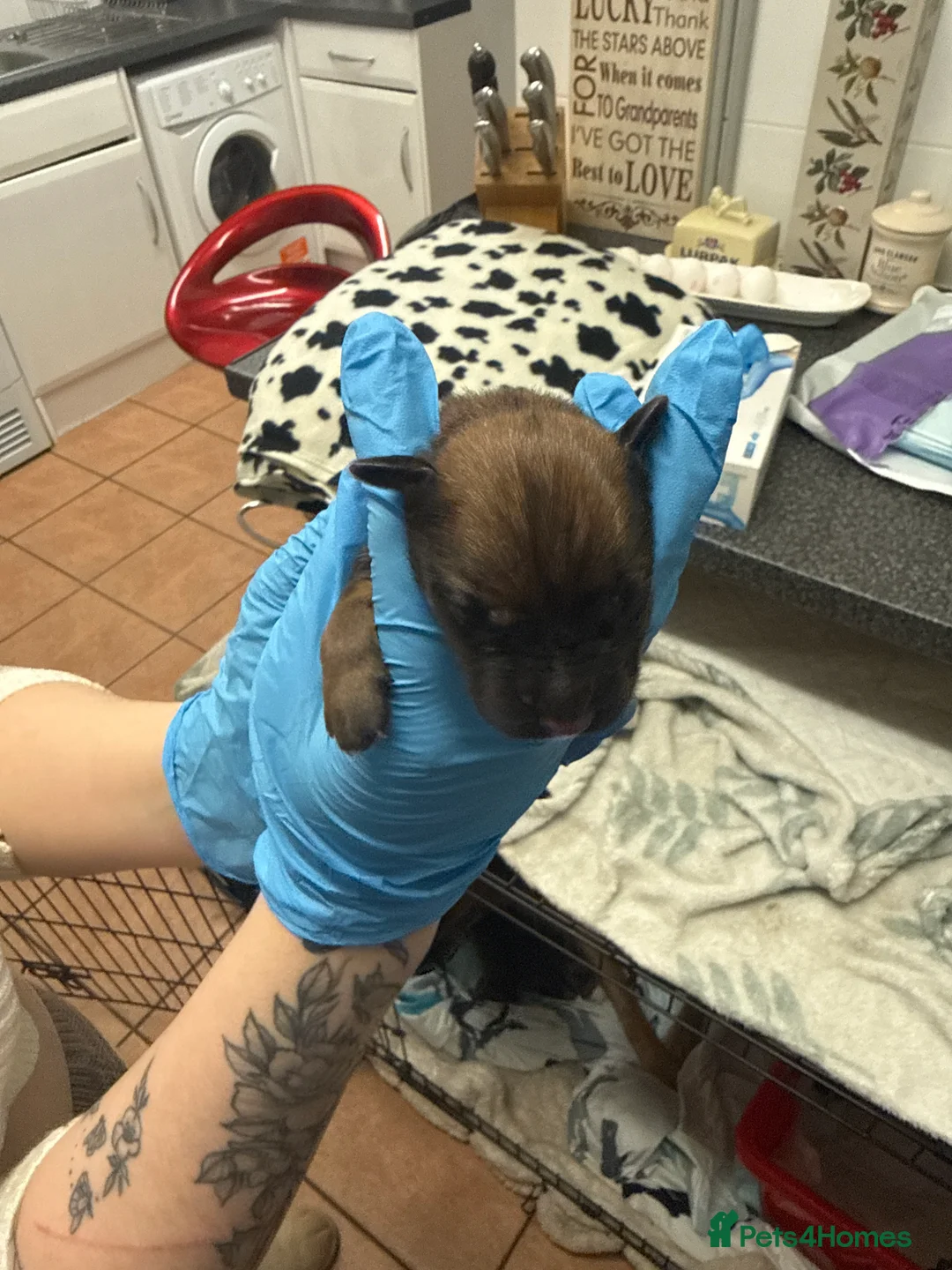 Mixed Breed dogs for sale: 10 puppy’s 6 boys 4 girls ready in 6 weeks  - Advert 7