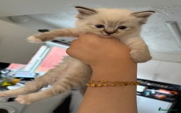 Ragdoll cats for sale: 7 beautiful seal/lynx point ragdoll kittens - Image 17