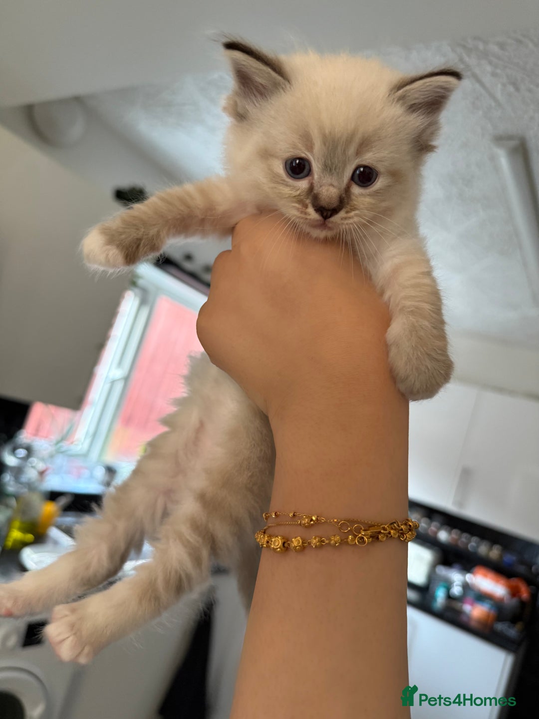 Ragdoll cats for sale: 7 beautiful seal/lynx point ragdoll kittens - Image 17