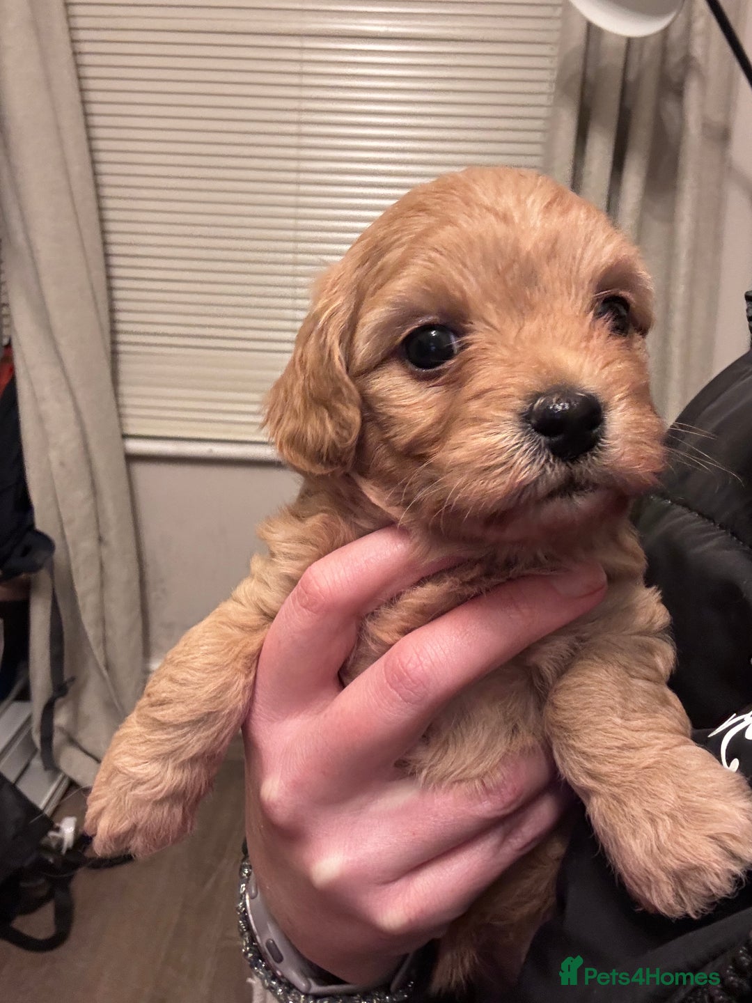 Cavachon dogs for sale: Toy Cavapoochons  - Advert 20