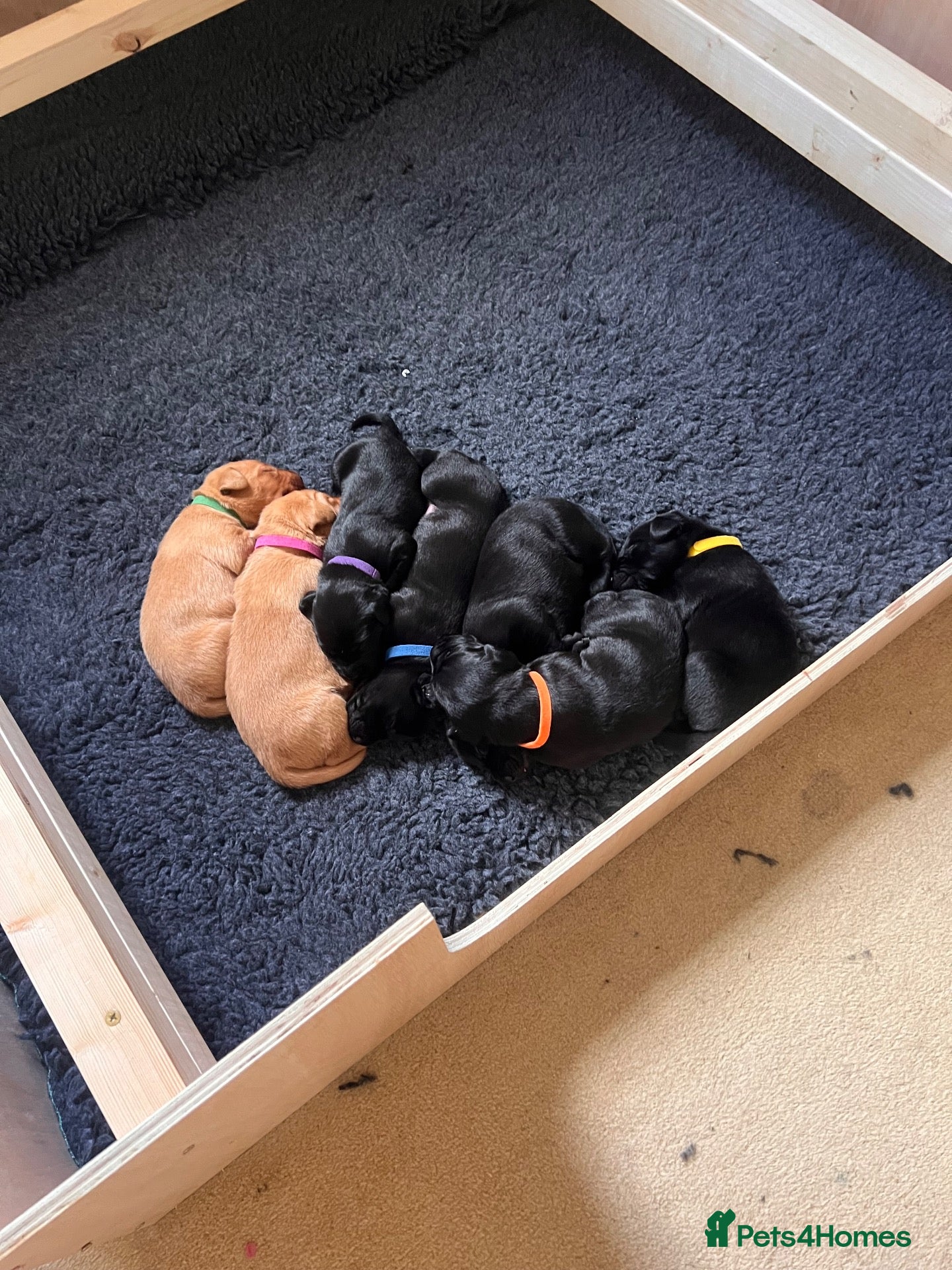 Labrador Retriever dogs for sale: Stunning KC Registered Working Labrador Puppies   - Advert 2