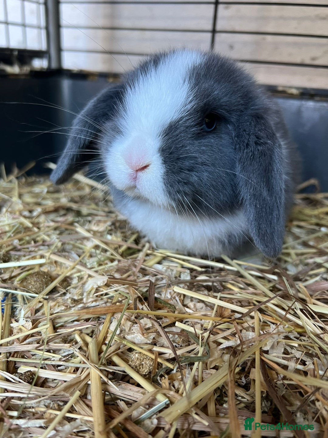 Mini Lop rabbits for sale: Mini lop buns  - Advert 11
