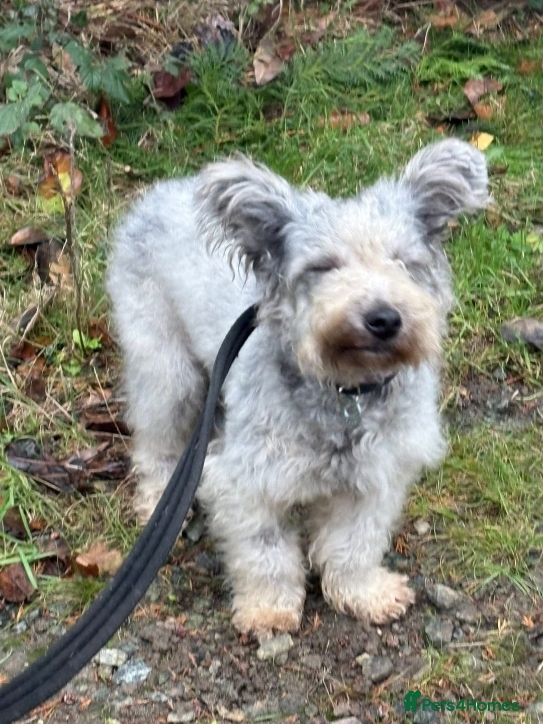 Mixed Breed dogs for adoption: Scruffy- Hingham Norfolk  - Advert 4
