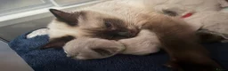 Ragdoll cats for sale: Beautiful Ragdoll-type kittens  - Advert 32