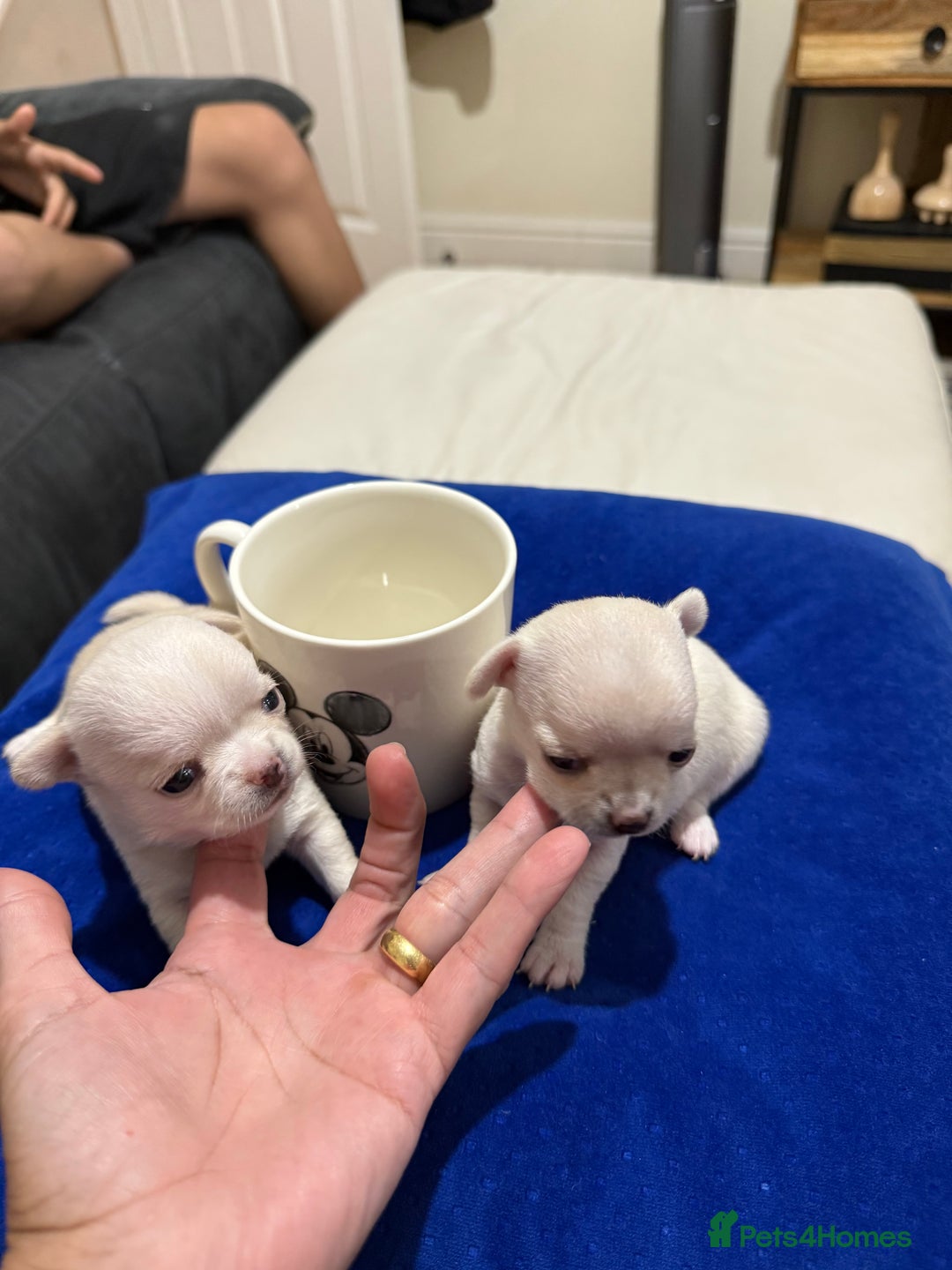 Chihuahua dogs for sale: Female chihuahua  - Image 10