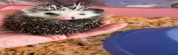 Pygmy Hedgehog rodents for sale: Baby hoglets ready now! Very friendly  - Advert 8