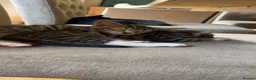 Mixed Breed cats for sale: Adorable kittens available this week - Advert 7