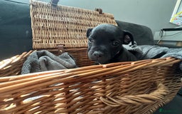 Staffordshire Bull Terrier dogs for sale: Blue and Black Staffordshire Bull Terriers - Image 15