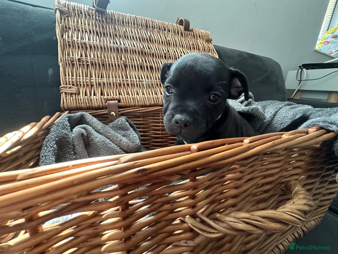 Staffordshire Bull Terrier dogs for sale: Blue and Black Staffordshire Bull Terriers - Image 15