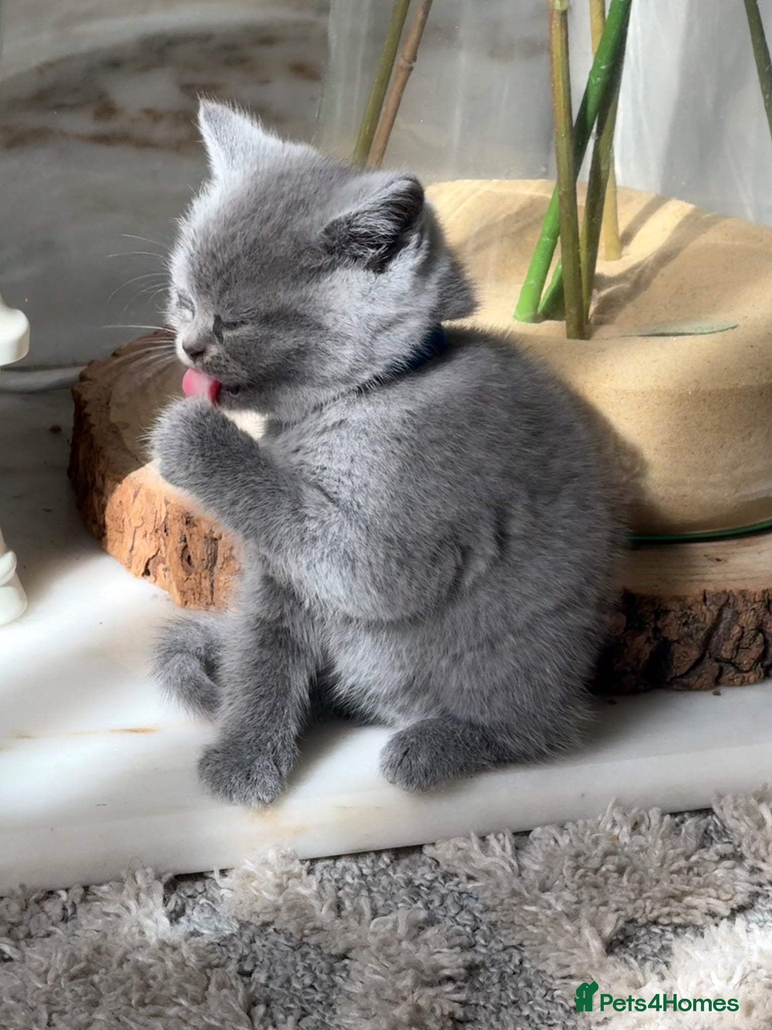 British Shorthair cats British Shorthair Kittens (1/2 Lilac)  - Advert 1