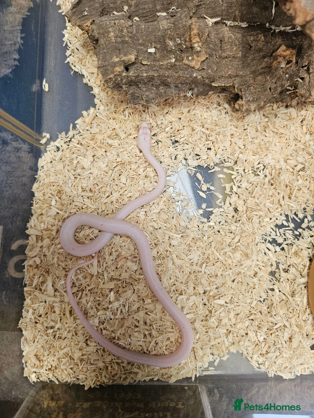 Snake reptiles for sale: Palmetto cornsnake baby for sale  - Advert 5