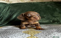 Miniature Dachshund dogs for sale: Miniature Dachshund puppies - Image 4