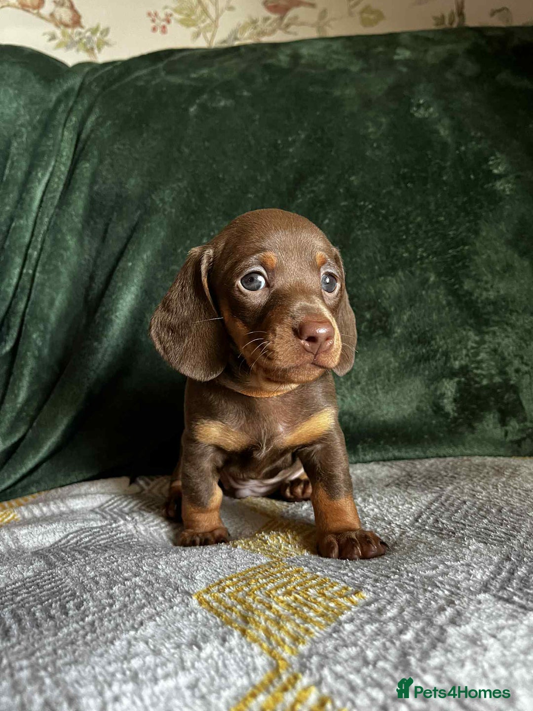 Miniature Dachshund dogs for sale: Miniature Dachshund puppies - Image 4