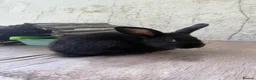Mixed Breed rabbits for sale: Beautiful Young Black Doe  - Advert 6