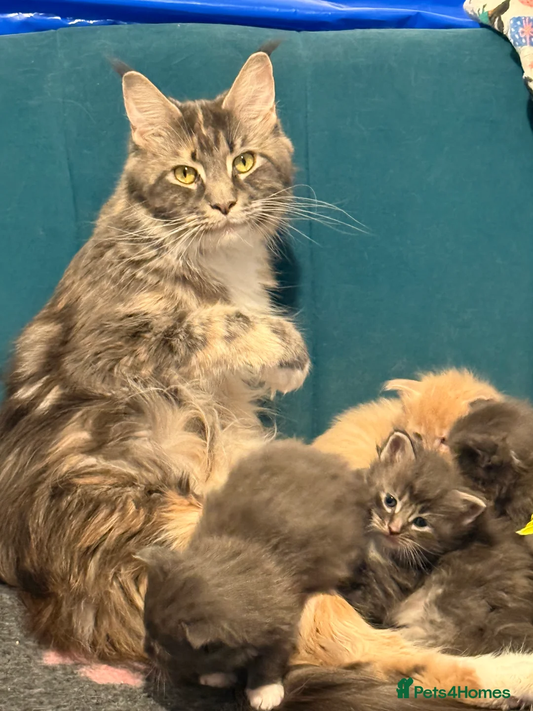 Ragcoon cats for sale: Blue and white ragcoon - Advert 1