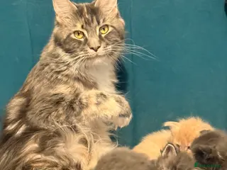 Ragcoon cats Blue and white ragcoon - Advert 2