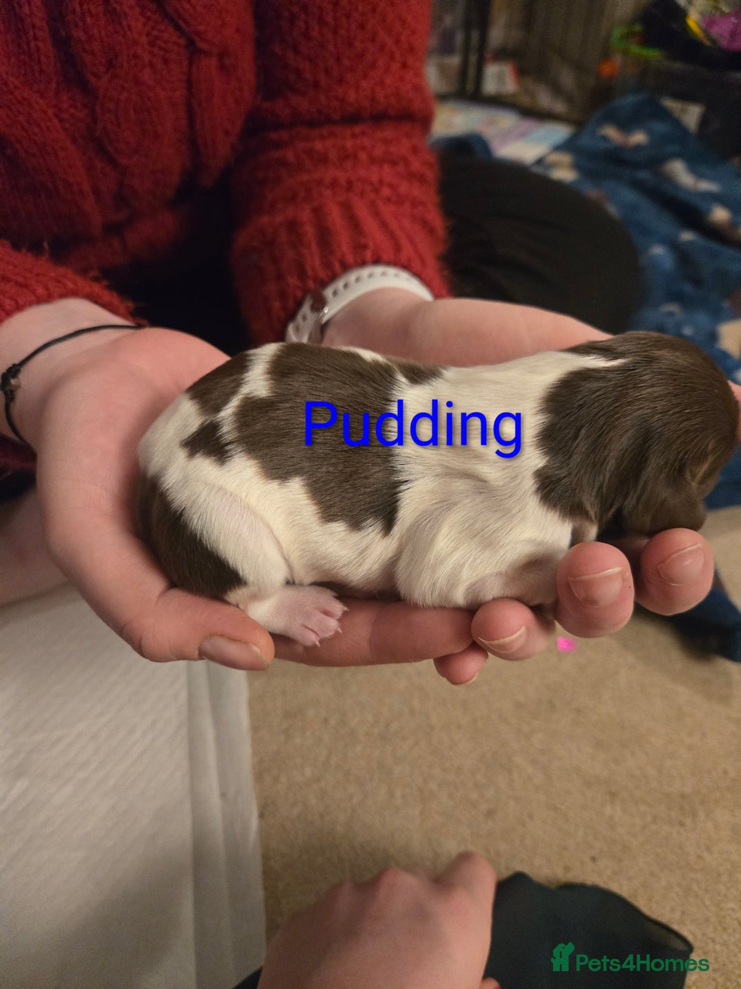 English Springer Spaniel dogs for sale: KC Registered English Springer Spaniel Puppies - Advert 9
