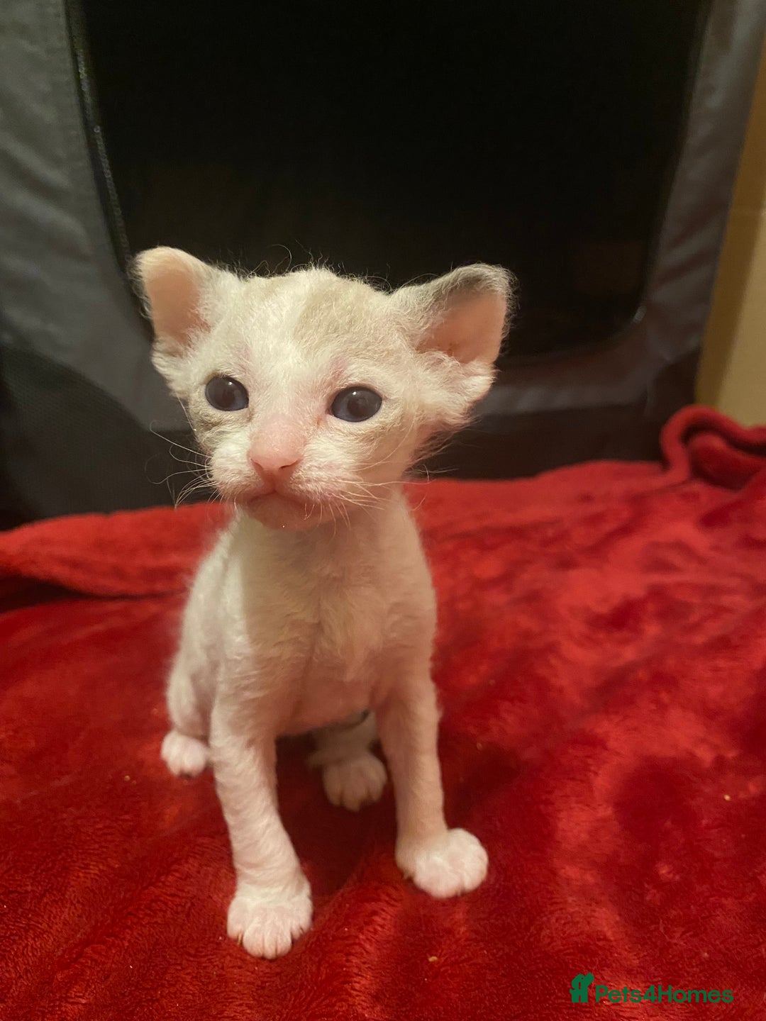 Sphynx cats for sale: Truly unique sphinx kittens 😍🥰🥰 - Advert 4