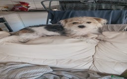 Mixed Breed dogs for sale: Bonnie - Image 1