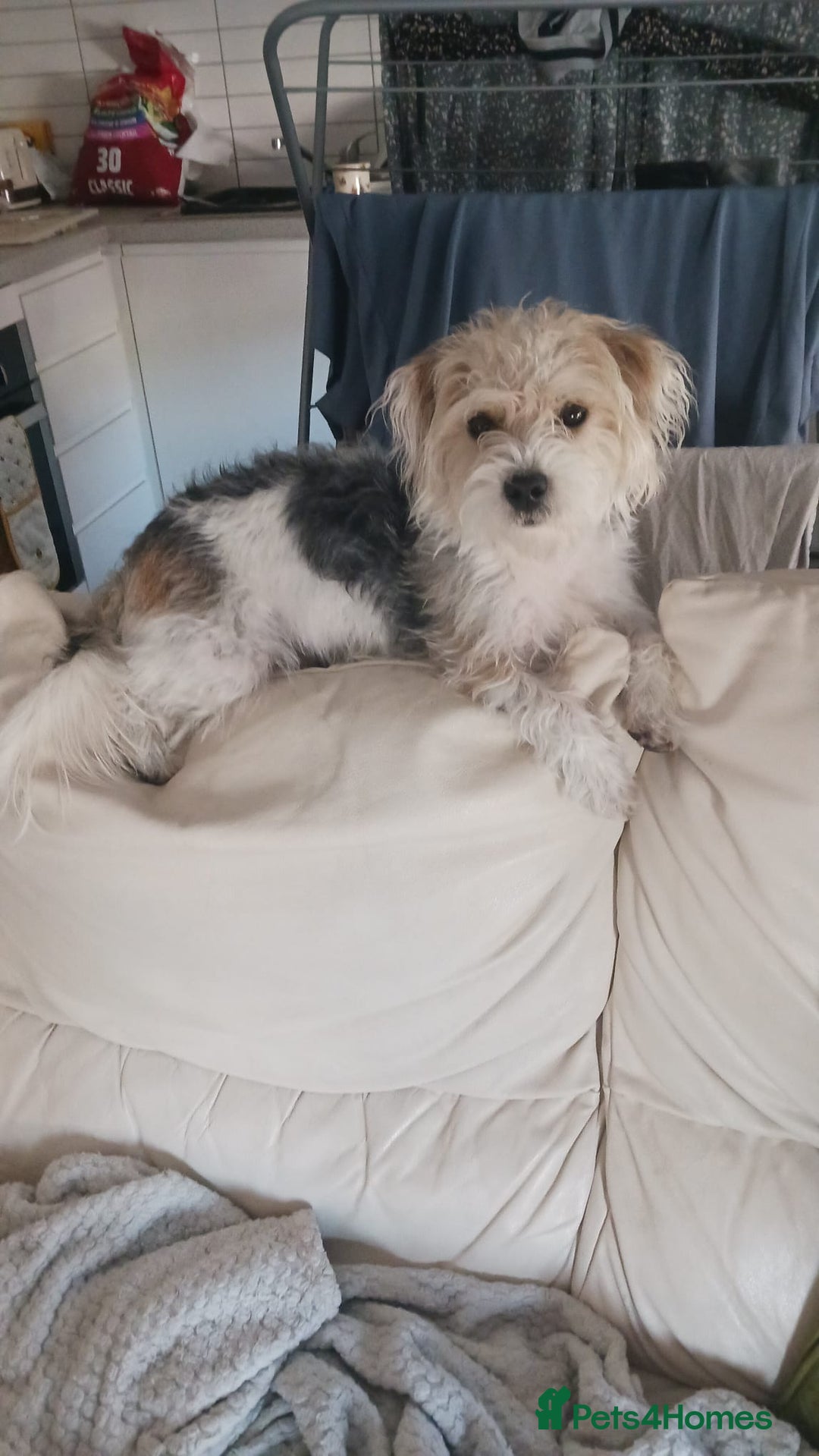 Mixed Breed dogs for sale: Bonnie - Image 1