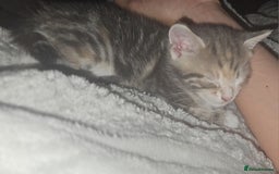European cats for sale: Kittens ready now  - Image 10