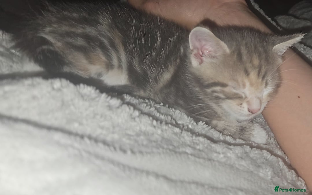 European cats for sale: Kittens ready now  - Image 10