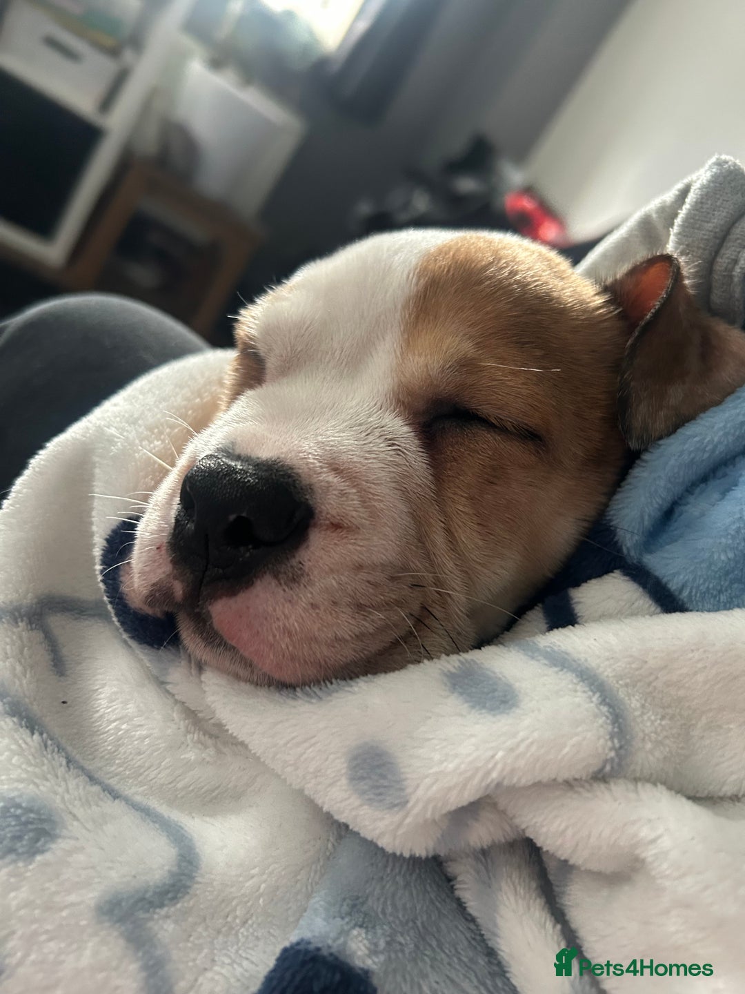 Mixed Breed dogs for sale: Staff x bulldog  - Advert 8