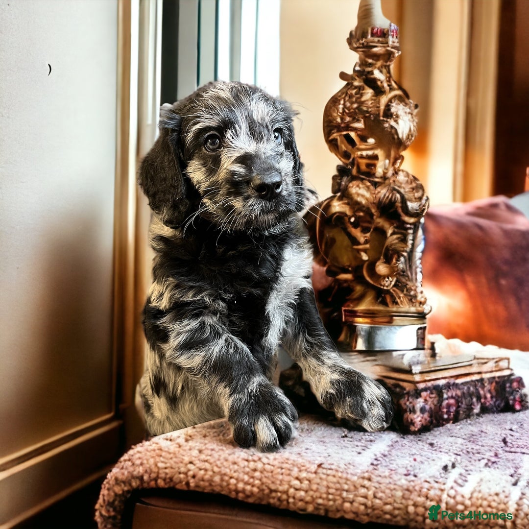 Miniature Poodle dogs for stud: Blue Merle, Chocolate carrier, Miniature stud in Newcastle - Advert 4