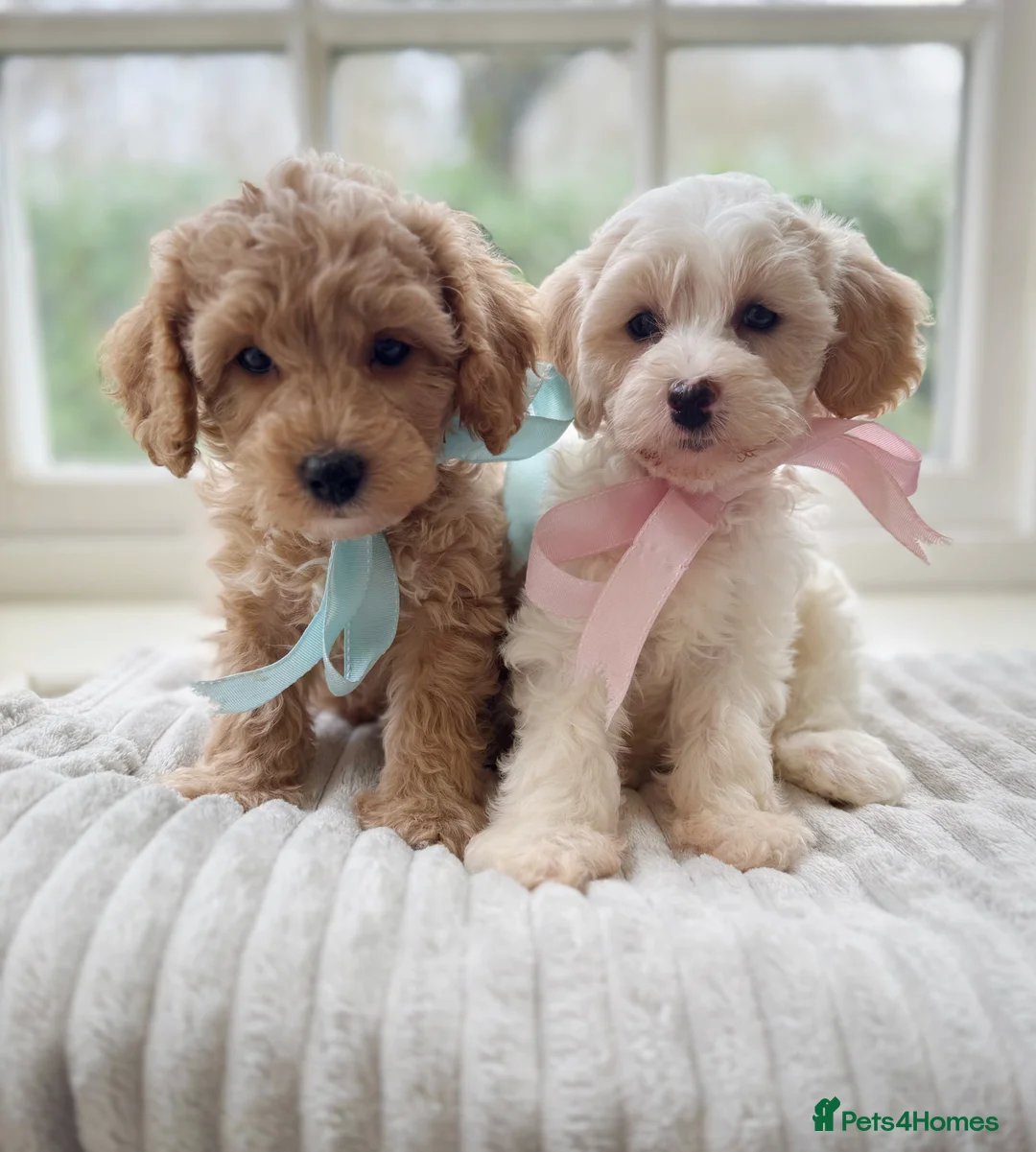 Mixed Breed dogs for sale: Shichon-poo Teddy bear - Advert 2