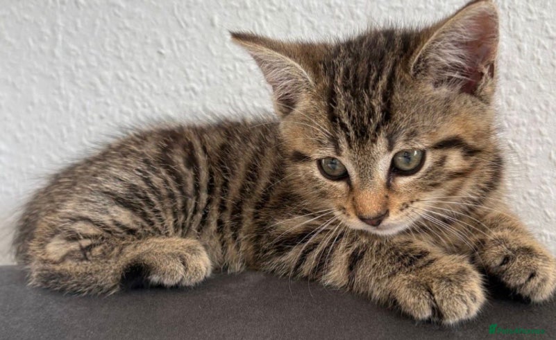 Mixed Breed cats Kittens  available now  - Advert 12