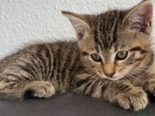 Mixed Breed cats Kittens available now - Advert 6