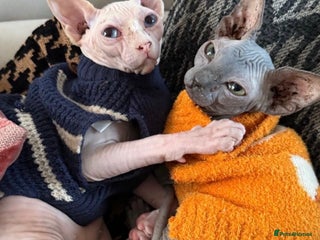 Sphynx cats Sphynx kittens tica registered Ticket - Advert 1