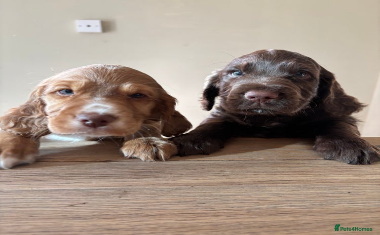 Cocker Spaniel dogs - Advert 5
