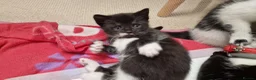 Mixed Breed cats for sale: Mix breed kittens, ip3  - Advert 27