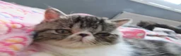 Exotic cats for sale: Super sweet Exotic female kitten READY NOW - Advert 14