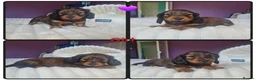 Miniature Dachshund dogs for sale: 4 dapple 2 shaded red Lh puppies,Pra clear - Advert 5