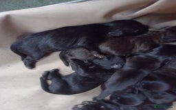 Patterdale Terrier dogs for sale: Patterdale puppies, good strong pups, home bred. - Image 4