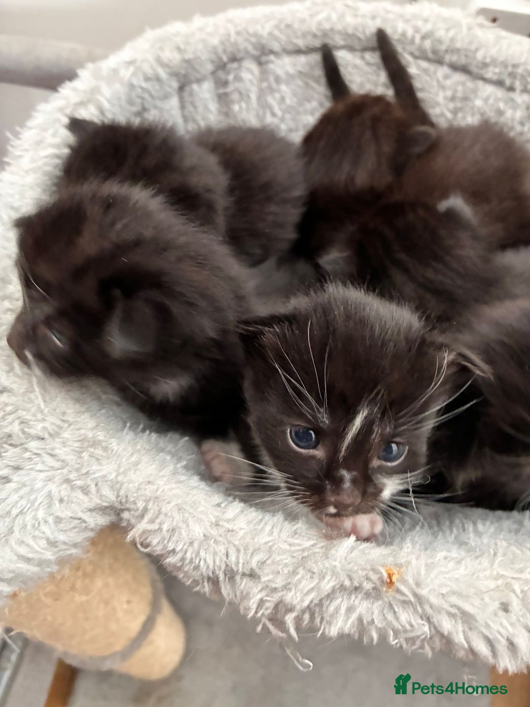 Bombay cats for sale: Kittens for sale  - Image 4