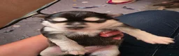 Pomsky dogs for sale: Beautiful f4 pomsky's - Advert 13