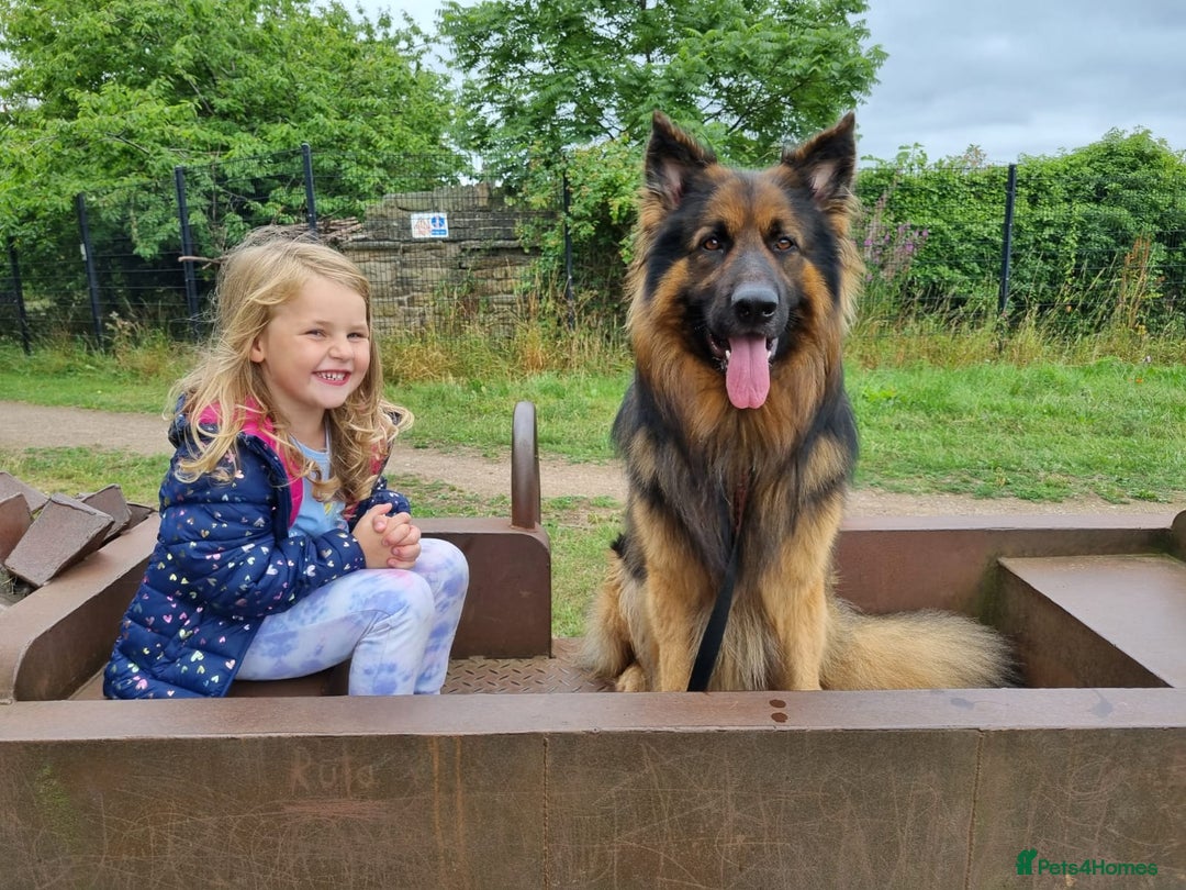 German Shepherd dogs for stud: Pure breed kc registered in Rochdale - Image 2