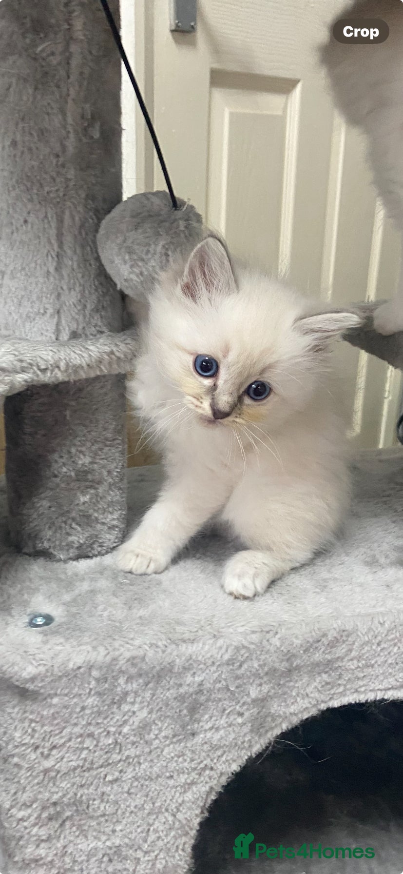 Ragdoll cats One little girl now available  - Advert 14