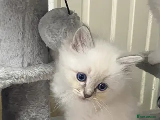 Ragdoll cats One little girl now available - Advert 14
