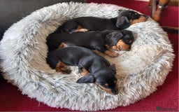 Miniature Dachshund dogs for sale: Miniature Dachshund Puppies  - Image 9