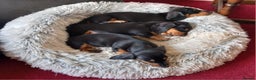 Miniature Dachshund dogs for sale: 3 Girls - Advert 7